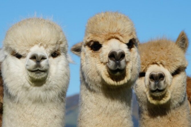 Shamarra Alpaca Farm Tours - Getting there is the detail you must solve first
