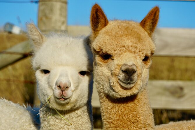 Shamarra Alpaca Farm Tours - Weather, clothing, and practical comfort