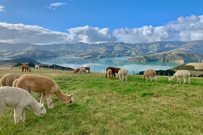 Shamarra Alpaca Farm Tours - Best for families, first-time alpaca visitors, and photographers