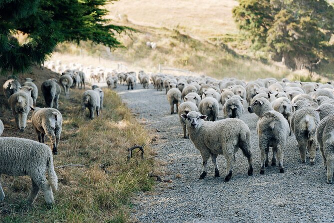 Sheep Farm Day Trip from Christchurch + Lunch and Winery visit. - The guide and the small-group feel