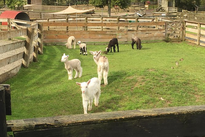 Sheep Shearing and Auckland City Highlights Tour with Lunch - Mission Bay, St Heliers, and Achilles Point