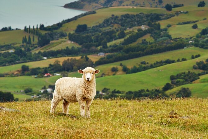 Sheep Shearing and Auckland City Highlights Tour with Lunch - Mt Eden: the day’s best city viewpoint