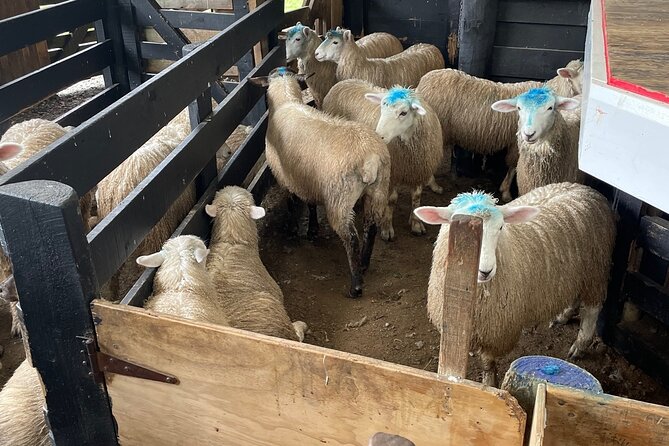 Sheep World Country Tour from Auckland - Sheepworld: the main event
