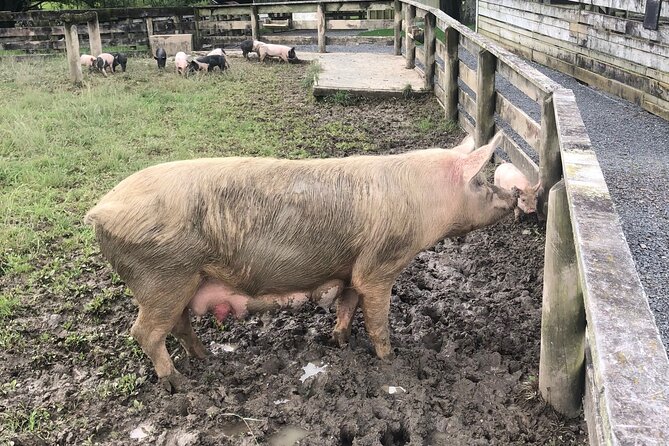 Sheep World Country Tour from Auckland - The road north: beaches, kauri, gardens, and honey