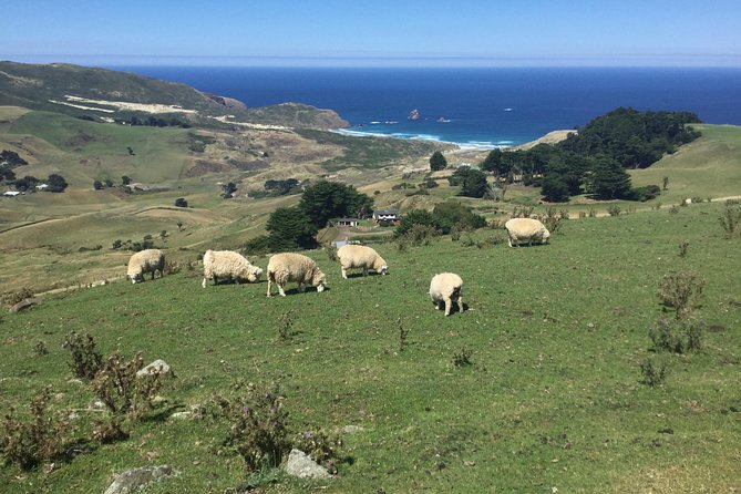 Shore Excursion: Dunedin City, Otago Peninsula, Castle Gardens & Olveston Tour - The Otago Peninsula drive is more than a transfer