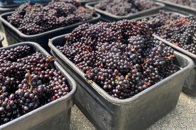 Sip & Savour through Waiheke Island (11 guests max) - Three vineyards, with food built into the tastings