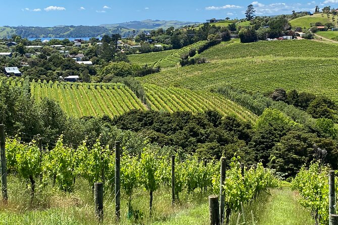 Sip & Savour through Waiheke Island (11 guests max) - The scenic drive gives the tour its local character