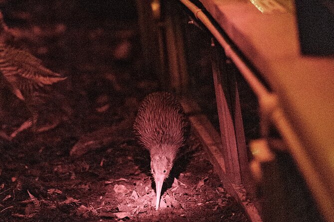 Skip the Line: Franz Josef Wildlife Center Ticket with Optional Backstage Pass - Seeing Rowi kiwi in the nocturnal house