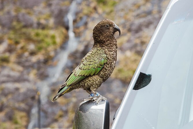 Small Group, Award Winning Milford Sound Day Experience & Cruise - The Homer Tunnel is a memorable change of scene
