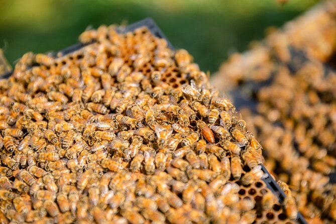 Small-Group Beekeeping Experience in Tauherenikau - Who will enjoy this experience most?