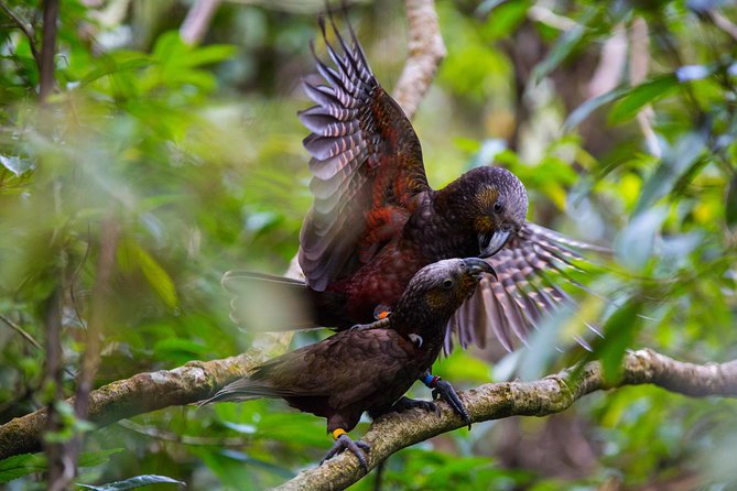 Small Group Daytime 2-Hour Eco Wildlife Tour at Zealandia - Key points about the Zealandia wildlife walk