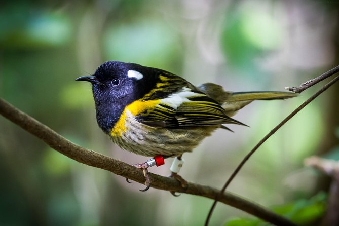 Small Group Daytime 2-Hour Eco Wildlife Tour at Zealandia - Why the small group matters