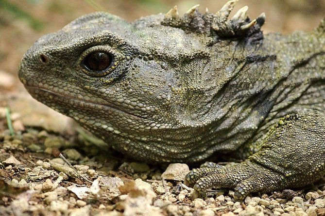 Small Group Daytime 2-Hour Eco Wildlife Tour at Zealandia - Weather, footwear, and physical effort