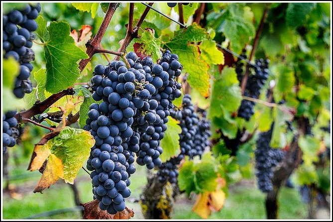 Small Group - Half-Day Hawke's Bay Winery Tour - The second winery adds lunch and food pairing