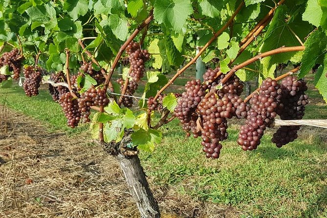 Small-Group Kumeu Wine Country Tour with Wine Tastings & Lunch - Key details before you book