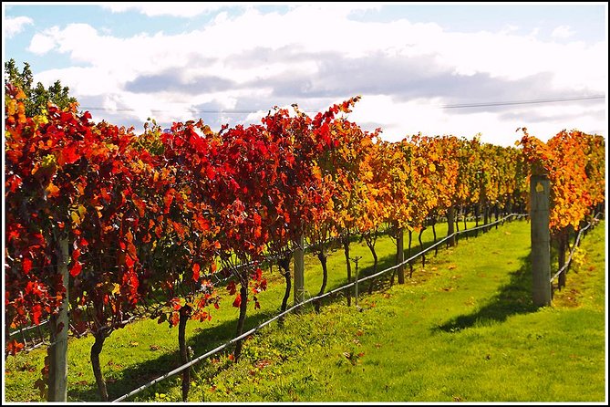 Small group - Napier Premium Wineries+ Beer tour -5.0 - 5.5 hours - Hotel pickup makes the scattered wineries easier