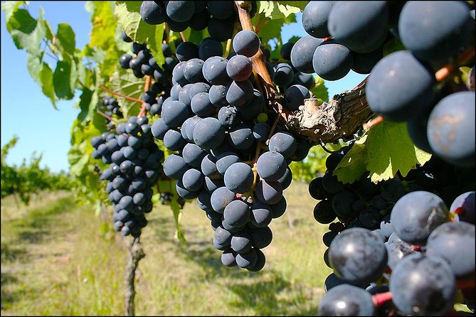 Small group - Napier Premium Winery , Beer & Cider + 5.5h to 6h. - Winery two: compare styles instead of chasing one favourite