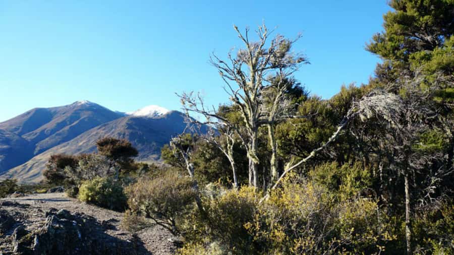 Stevensons Island 2-Hour Cruise and Nature Walk - The First Cruise Through Stevensons Arm