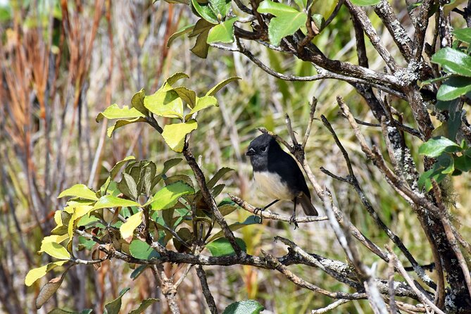 Stewart Island Fly Explore Fly ex Queenstown by Glenorchy Air - Booking and Cancellation Details to Know