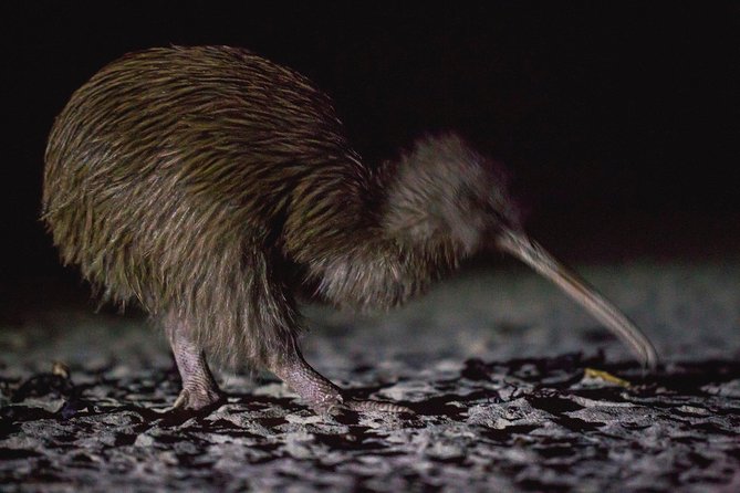 Stewart Island Wild Kiwi Experiences - Why Stewart Island is a good place to look for kiwi
