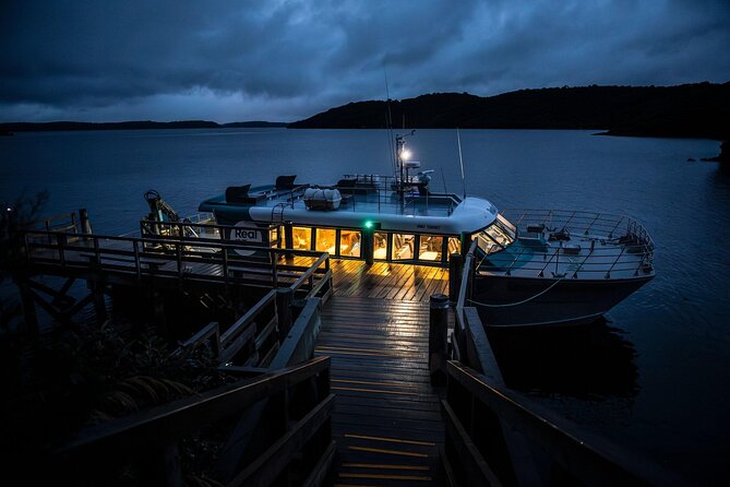 Stewart Island Wild Kiwi Experiences - What a kiwi sighting is really like