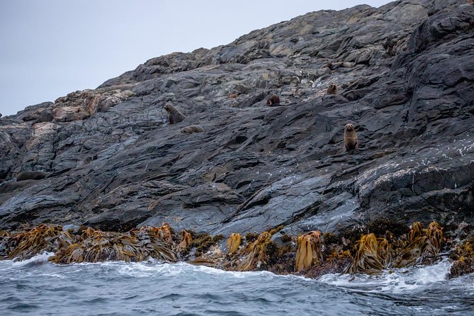 Stewart Island Wild Kiwi Experiences - The optional Oneke culture encounter