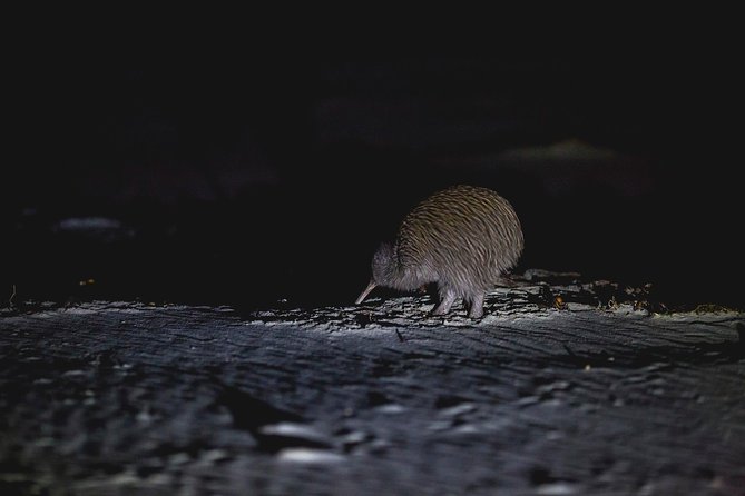 Stewart Island Wild Kiwi Experiences - The wildlife bonus before the kiwi search