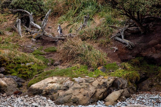 Stewart Island Wild Kiwi Experiences - Who should book this evening?
