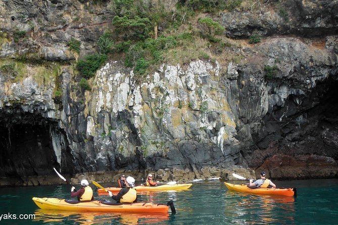 Sunrise wildlife sea kayaking in Akaroa marine reserve - Starting at the Akaroa Bowling Club