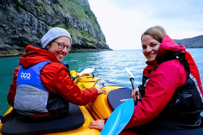 Sunrise wildlife sea kayaking in Akaroa marine reserve - Learning in the harbor shallows