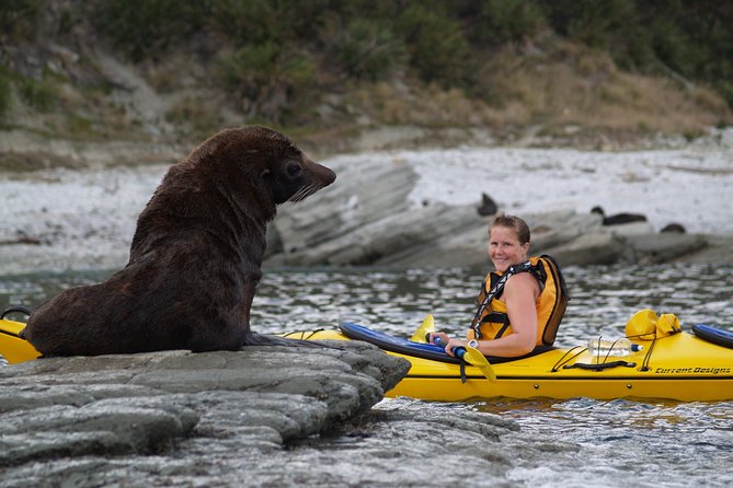 Sunset Evening Kayaking Tour - Kaikoura - Reaching the Peninsula Seal Colony
