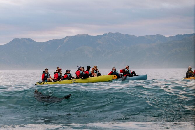 Sunset Kayak tour in Kaikoura - Why Kaikōura is such a good place for a kayak