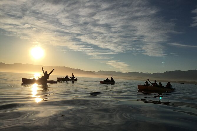 Sunset Kayak tour in Kaikoura - Fur seals are the main wildlife promise