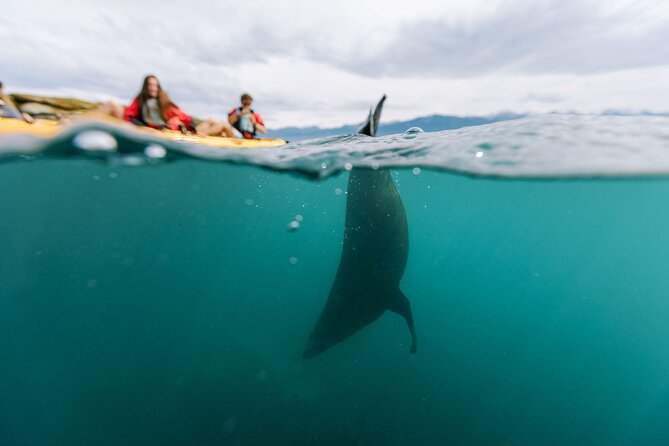 Sunset Kayak tour in Kaikoura - The 5:30 pm start and what the evening feels like