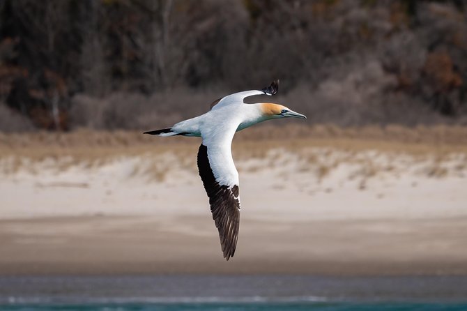 Swim With Wild Dolphins in Tauranga - Leaving Tauranga Bridge Marina at 9 a.m.