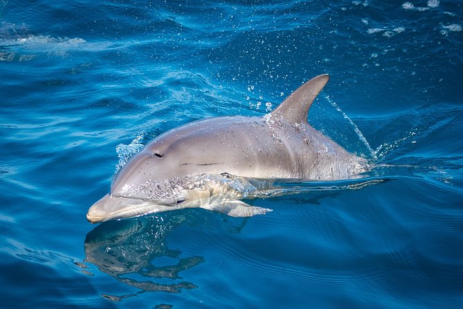 Swim With Wild Dolphins in Tauranga - What the guides add to the day