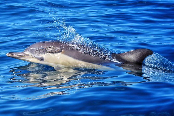 Swim With Wild Dolphins in Tauranga - Wildlife encounters are never guaranteed