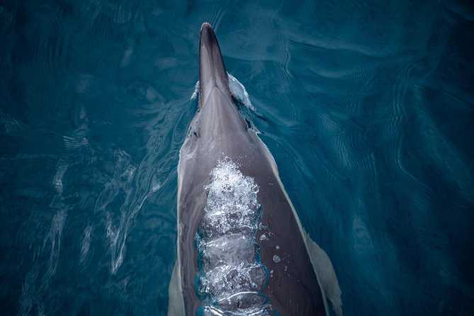 Swim With Wild Dolphins in Tauranga - Is $102.39 good value?