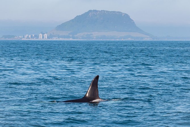 Swim With Wild Dolphins in Tauranga - Who will enjoy this Tauranga cruise?