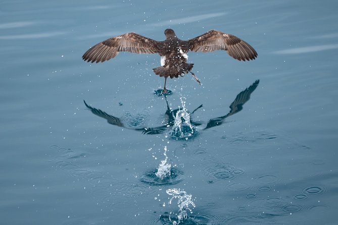 Swim With Wild Dolphins in Tauranga - Practical choices that improve your day