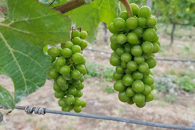 Taste the Valley Wine Tour in Marlborough with Wine Tasting - Practical details that matter before you book