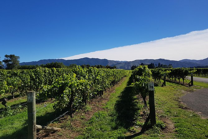 Taste the Valley Wine Tour in Marlborough with Wine Tasting - What happens at the four tasting stops
