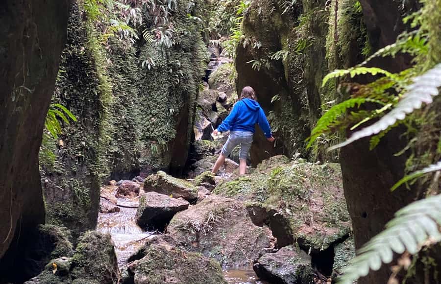 Taupo: Lake Taupo Western Bays Catamaran Tour with Bush Walk - What the small group changes