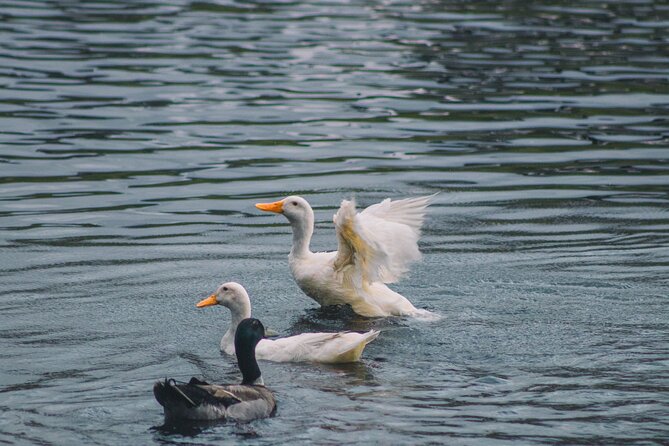 Tauranga Daytime Scenic Lake McLaren Tour - Wildlife, weather, and the feel of the setting