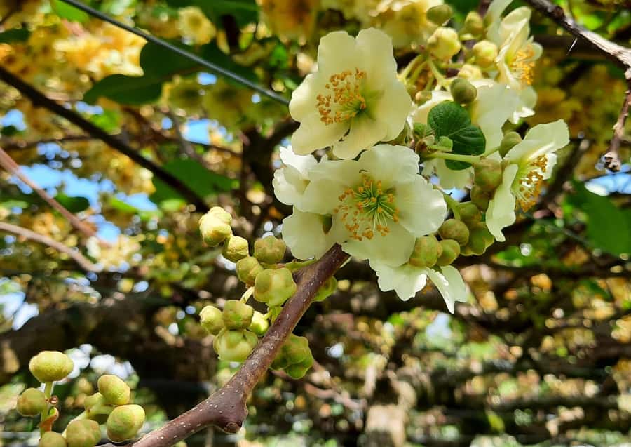 Tauranga: Kiwifruit Destination and Sights Shore Excursion - My final call on the Tauranga orchard and sights tour