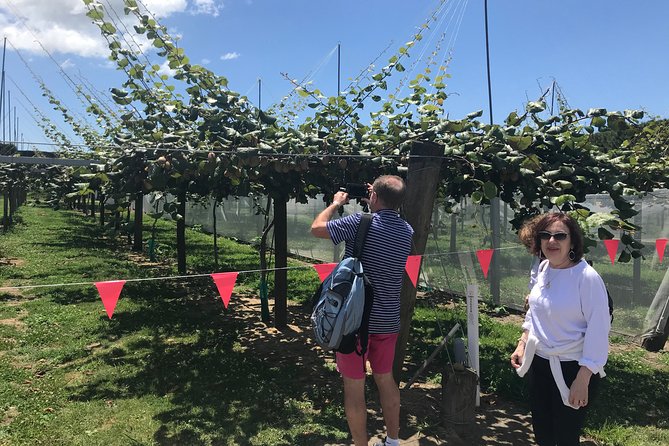 Tauranga Shore Excursion: History & Kiwifruit Tasting – 4 Hours - Quick reasons to consider this Tauranga tour