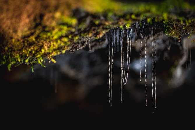 Te Anau Glow Worm Caves Tour - The small punt and the glow worm grotto