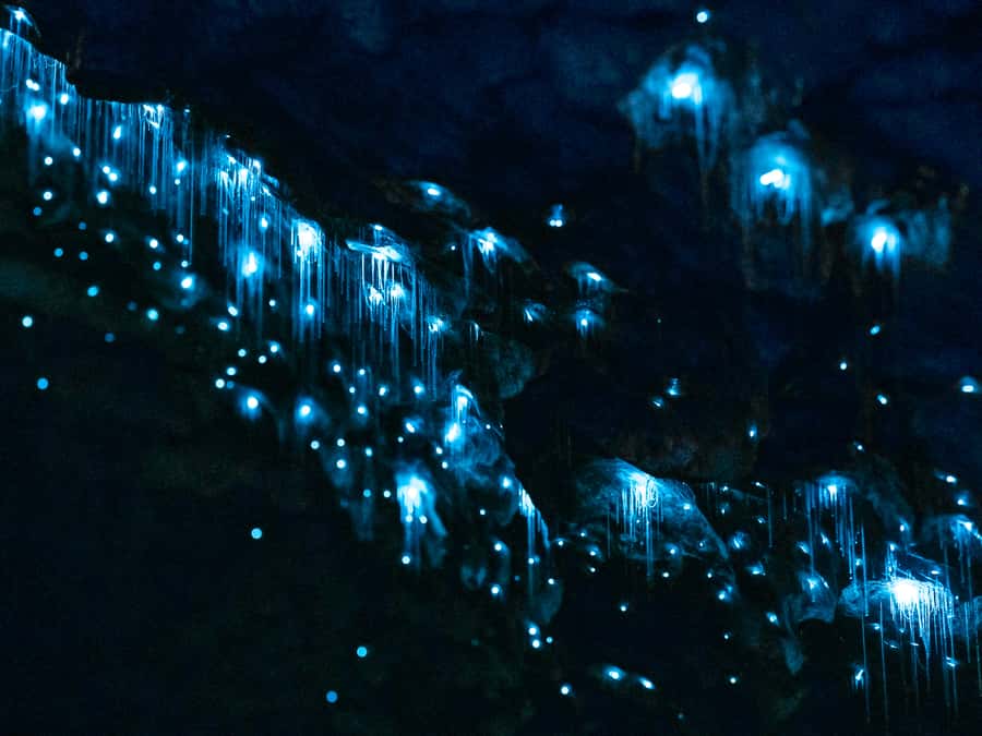 Te Anau: Glowworm Caves Guided Tour - Starting at the RealNZ Visitor Centre in Te Anau