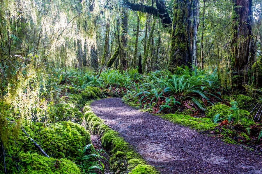 Te Anau: River Jet Boat and Bike Ride Tour with Local Guide - A 15-minute walk through Fiordland beech forest