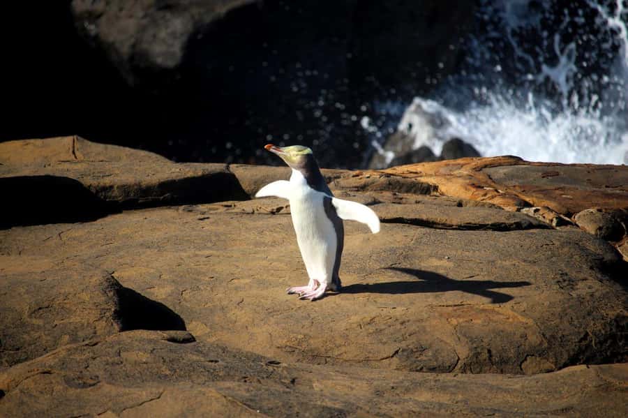 Te Anau to Dunedin via the Catlins & Invercargill 1 Way Tour - Cathedral Caves depend on the sea